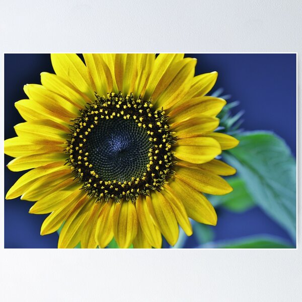 Artikelvorschau, Sonnenblume Makro Foto Blütte entworfen und verkauft von Falko-Follert.