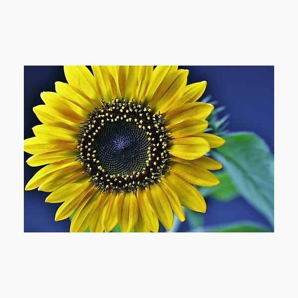 Item preview, Sunflower macro photo of blossom designed and sold by Falko-Follert.