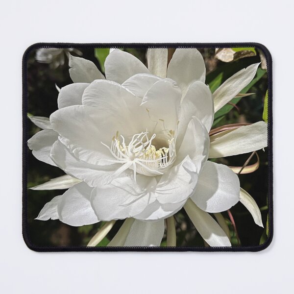 Item preview, Queen of the Night floral design designed and sold by mark-taylor.