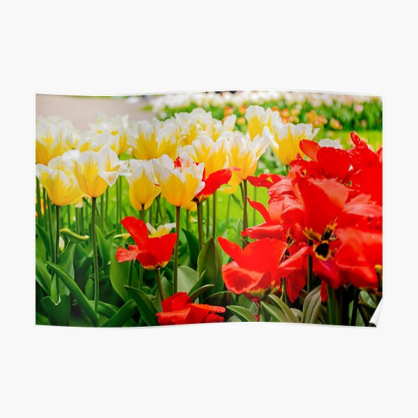 Tulips Posters for Sale | Redbubble