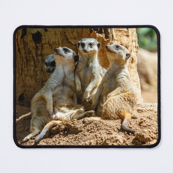 Item preview, The 3 plus one Meerkat Amigos designed and sold by Dalyndigital Photography.