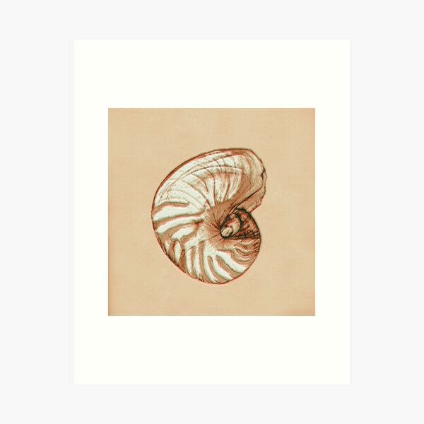 Nautilus Art Prints Redbubble