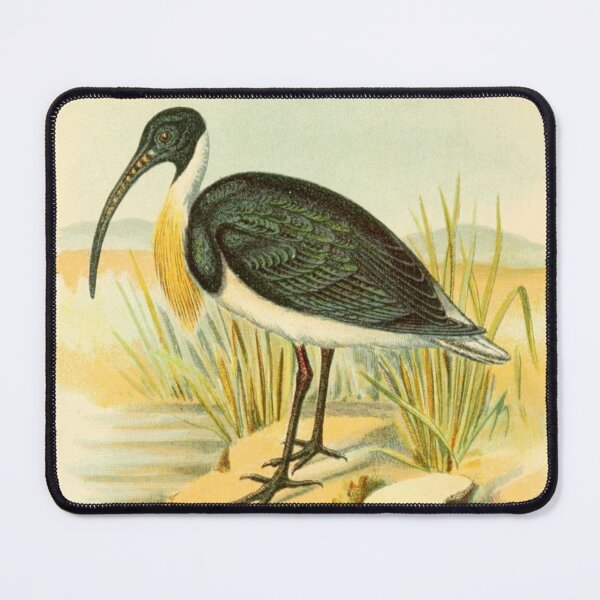 Item preview, Straw Necked Ibis on Swamp designed and sold by laguitan10.