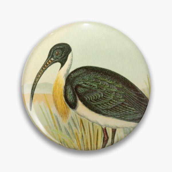 Item preview, Straw Necked Ibis on Swamp designed and sold by laguitan10.
