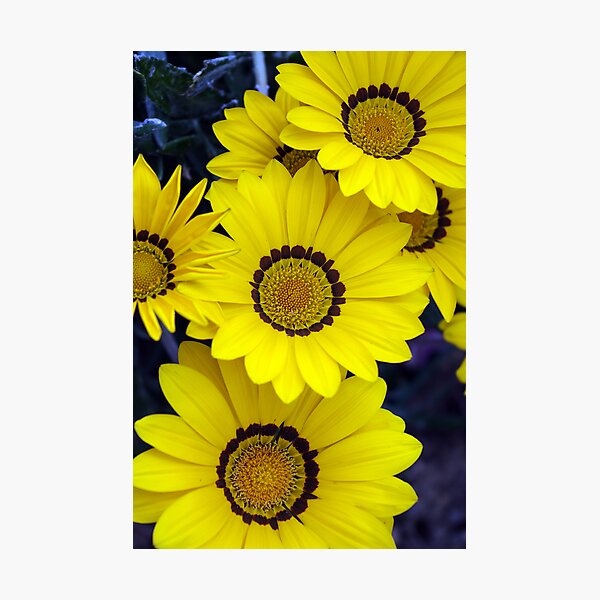 Yellow Bunch Photographic Print