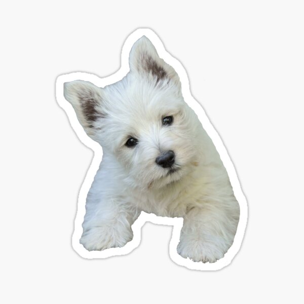 West Highland White Terrier Puppy portrait 3 Sticker