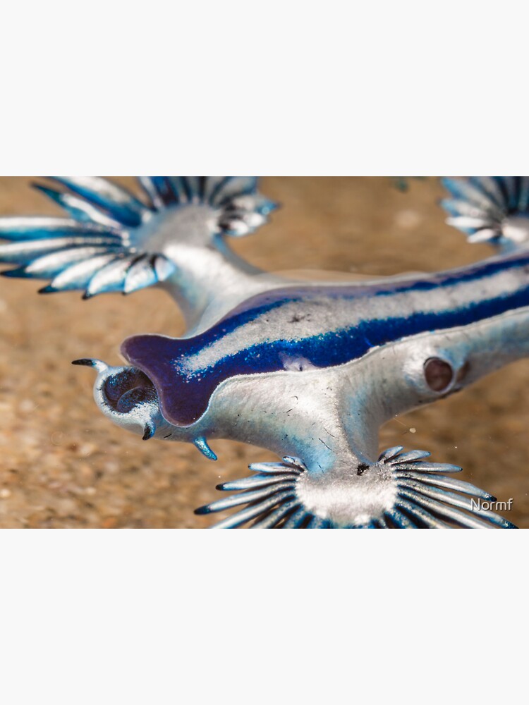 &ldquo;Blue Sea Dragon - Glaucus atlanticus&rdquo; Sticker for Sale by Normf