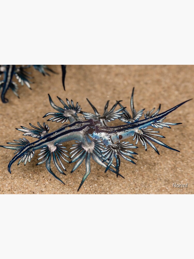 &ldquo;Blue Sea Dragon - Glaucus atlanticus&rdquo; Poster for Sale by Normf | Redbubble