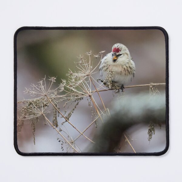 Item preview, By the winter sleepers. Arctic redpoll designed and sold by Jouko Lehto Photography.