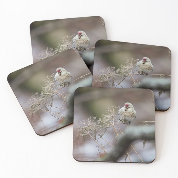 Item preview, By the winter sleepers.  Arctic redpoll designed and sold by Jouko Lehto Photography.