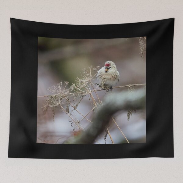Item preview, By the winter sleepers.  Arctic redpoll designed and sold by Jouko Lehto Photography.