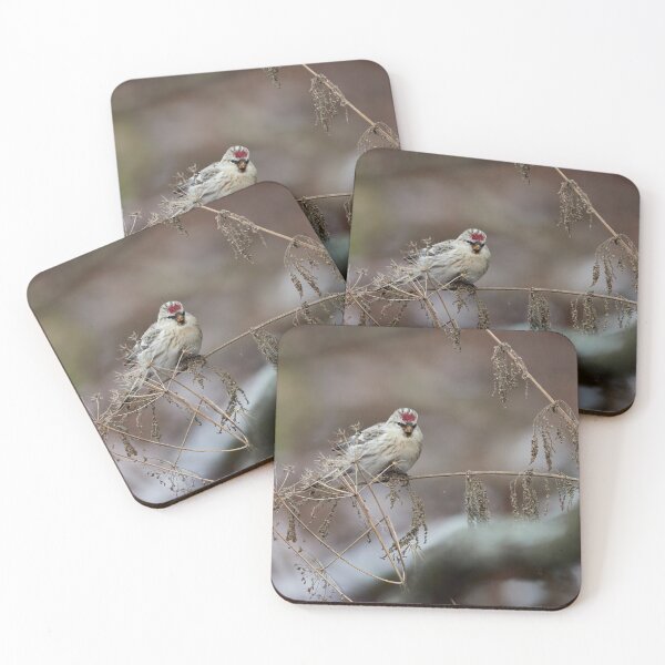 Item preview, Seeking the seeds. Arctic redpoll designed and sold by Jouko Lehto Photography.