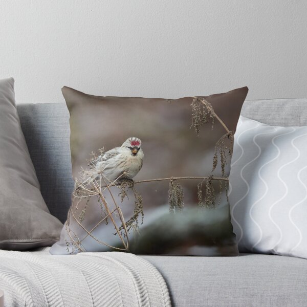 Item preview, Seeking the seeds. Arctic redpoll designed and sold by Jouko Lehto Photography.