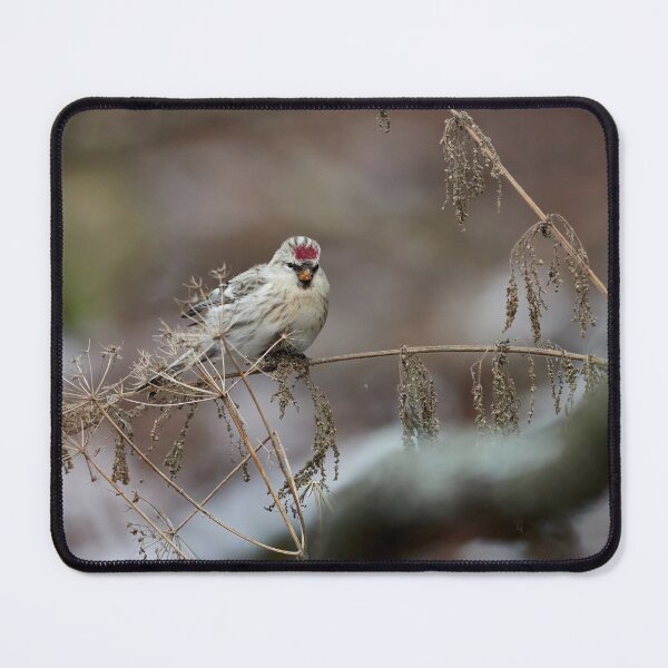 Item preview, Seeking the seeds. Arctic redpoll designed and sold by Jouko Lehto Photography.