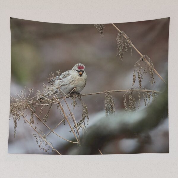 Item preview, Seeking the seeds. Arctic redpoll designed and sold by Jouko Lehto Photography.