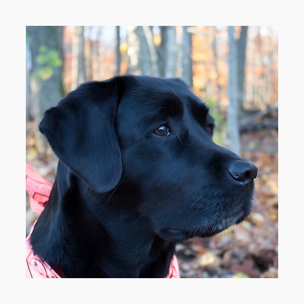 Awaiting Spring - Black Labrador Puppy Throw Pillow for Sale by