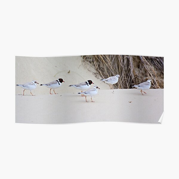 SHOREBIRDS ~ Hooded Plover by David Irwin Poster