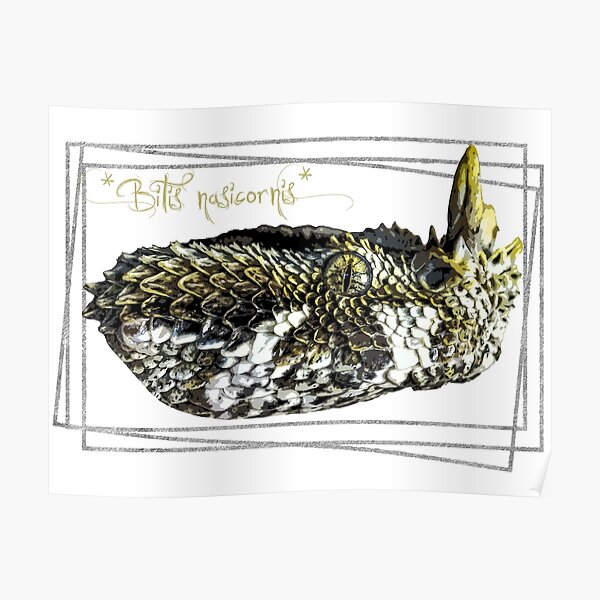 “Rhinoceros Viper (Bitis nasicornis) Design” Poster for Sale by