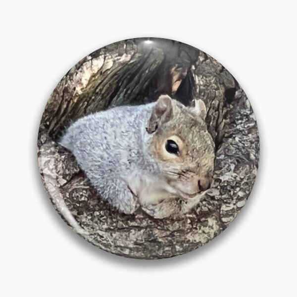 Item preview, Squirrel photo, Boston Commons, Park designed and sold by DebbieJoyArt.