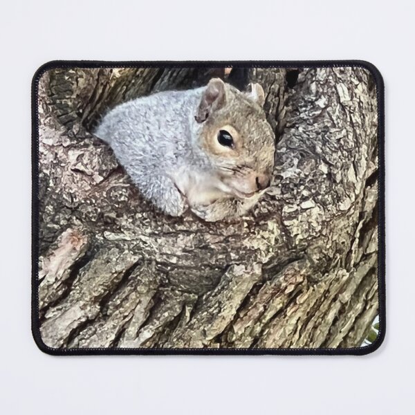 Item preview, Squirrel photo, Boston Commons, Park designed and sold by DebbieJoyArt.