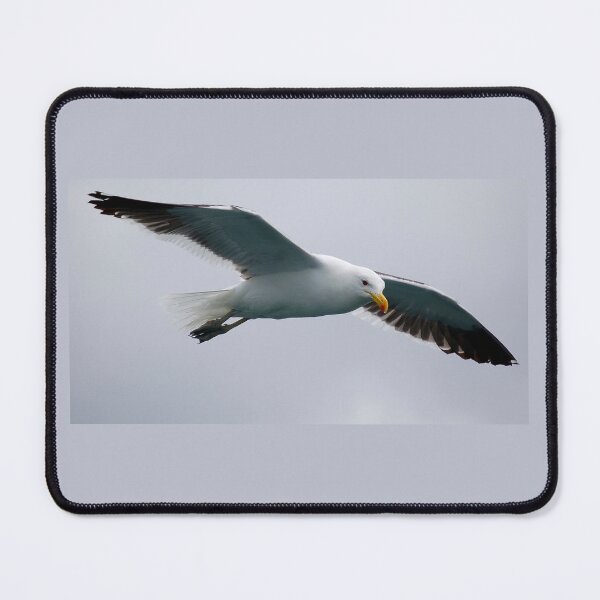 Item preview, Cape Gull Flypast designed and sold by David JC.