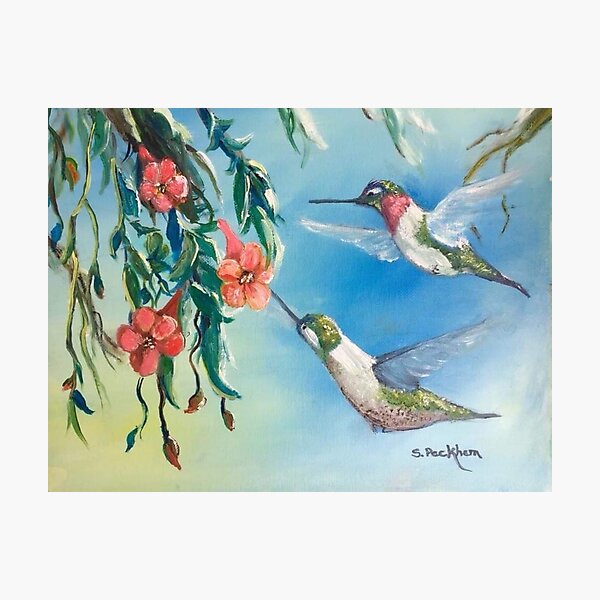 Humming Bird Love Photographic Print