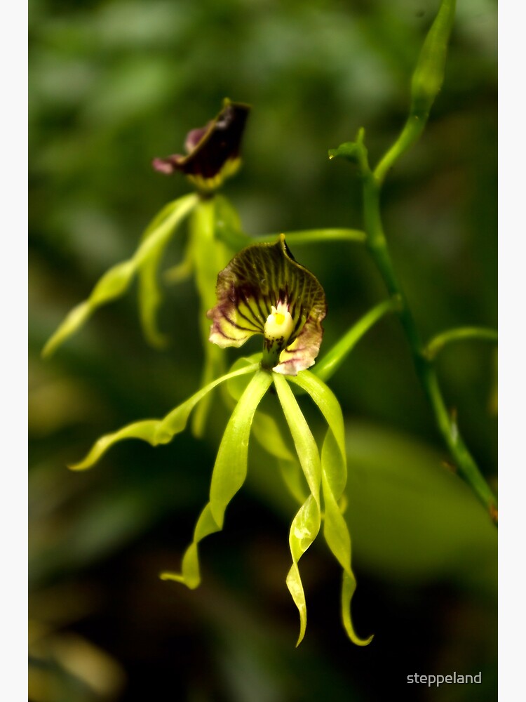 Thumbnail 3 of 3, Photographic Print, Green Elegance designed and sold by steppeland.