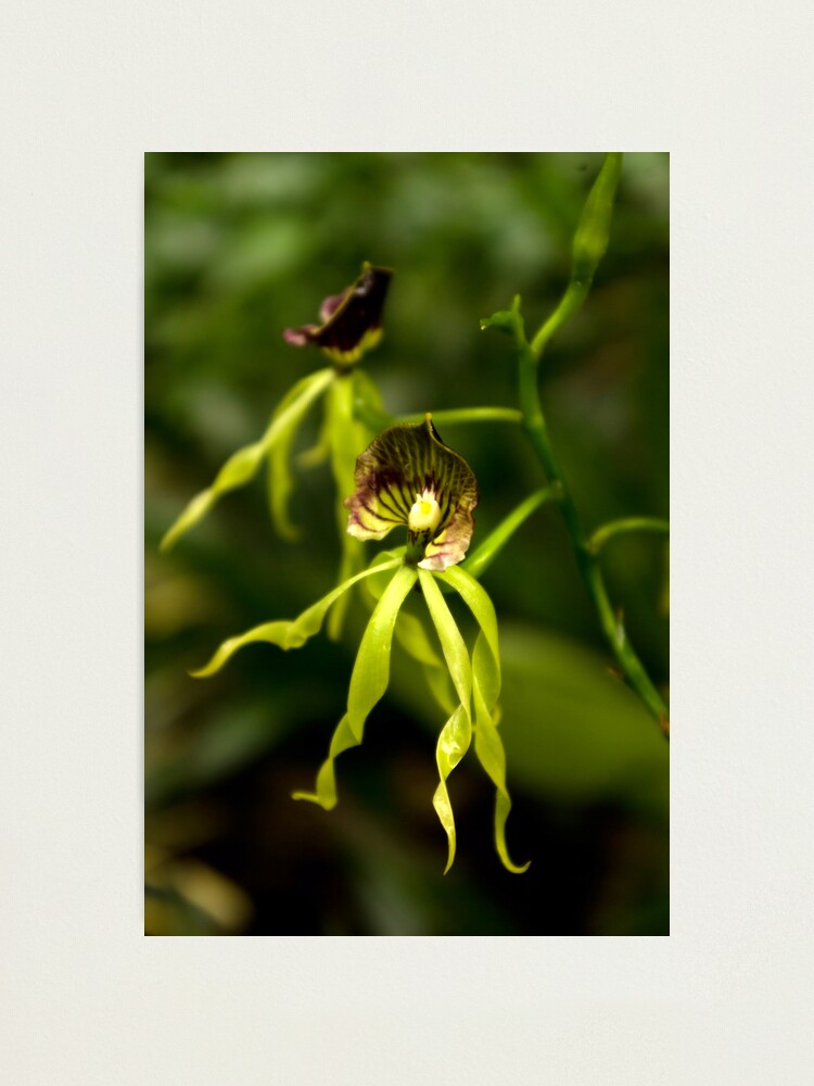 Thumbnail 1 of 3, Photographic Print, Green Elegance designed and sold by steppeland.