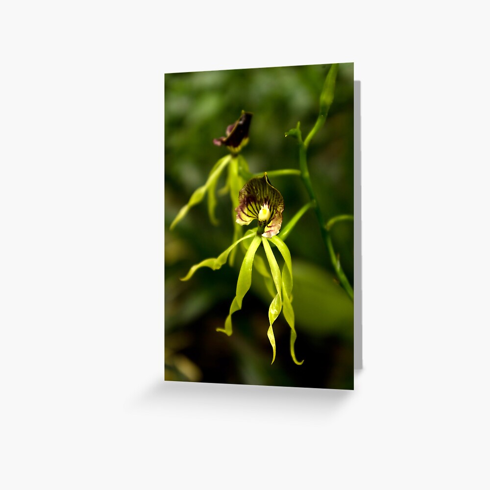 Item preview, Greeting Card designed and sold by steppeland.