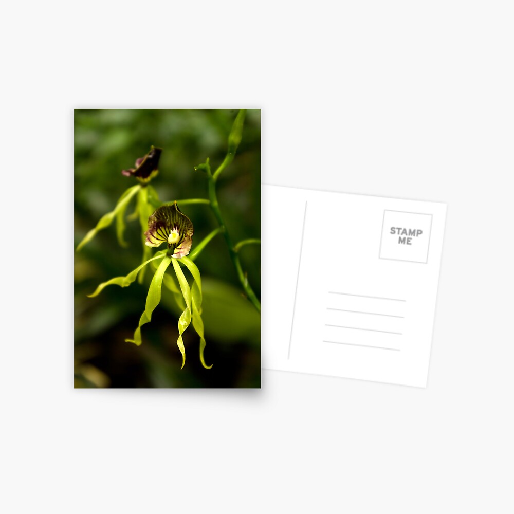 Item preview, Postcard designed and sold by steppeland.