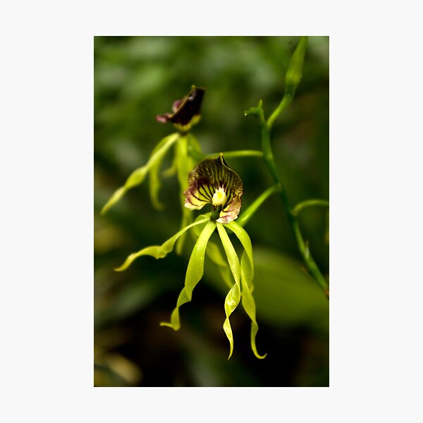Photographic Print