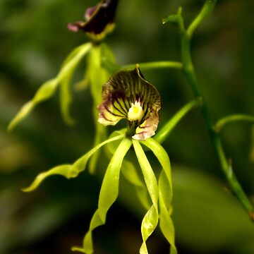 Artwork thumbnail, Green Elegance by steppeland