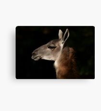 Guanaco Canvas Print