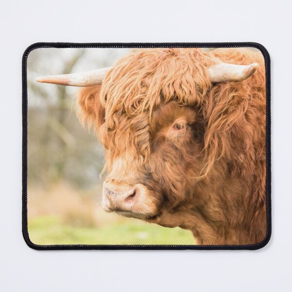 Item preview, Young Highland Bull designed and sold by Jane Stanley Photography.