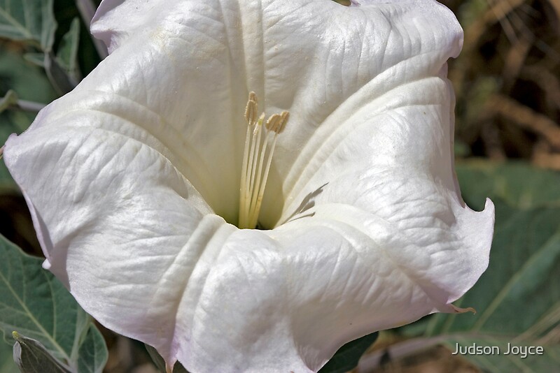 "White Desert Flower" by Judson Joyce Redbubble