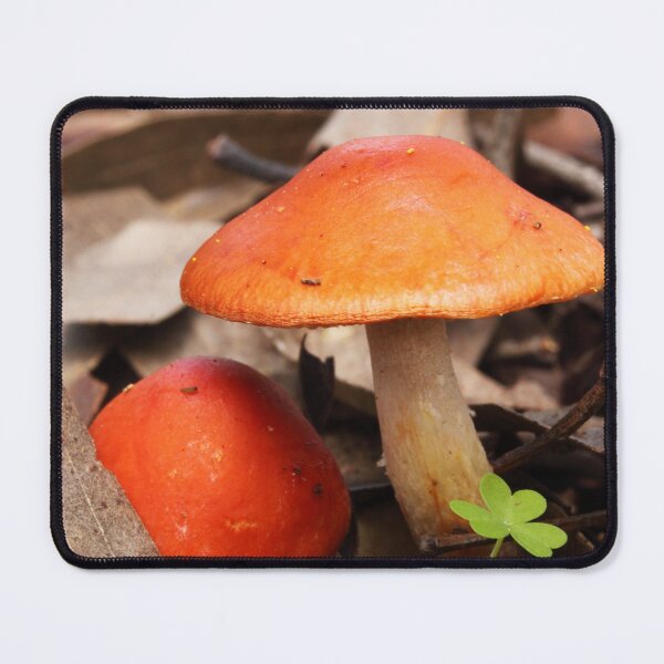 Item preview, Orange Top Mushrooms designed and sold by Esther Frieda.