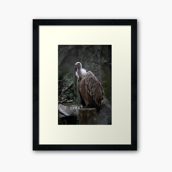 Vulture King, lost in time... Framed Art Print
