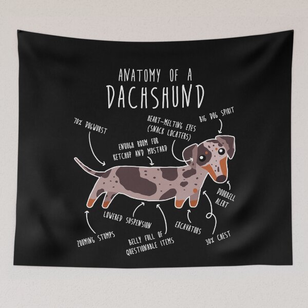 Item preview, Red Dapple Dachshund Dog Anatomy designed and sold by Clara Hollins.