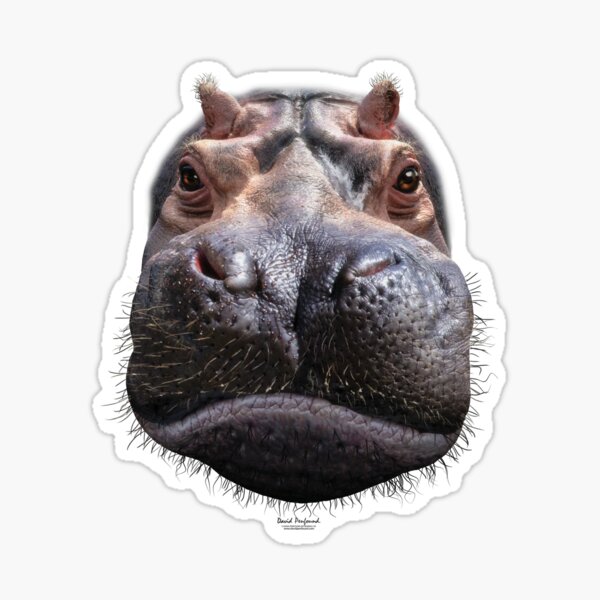 Item preview, Hippo Head designed and sold by David Penfound.