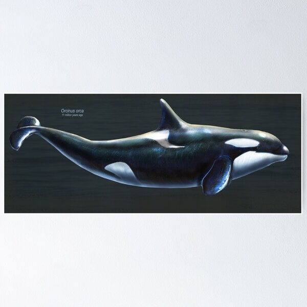Tribal Orca (deep ocean color) - Orca - Posters and Art Prints