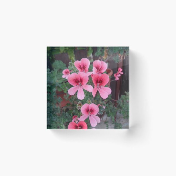 Item preview, Pelargonium designed and sold by Ana Belaj.