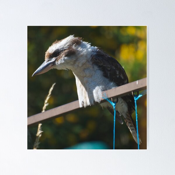 KINGFISHER ~ Kookaburra TqfQ5txy by David Irwin Poster