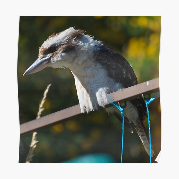 KINGFISHER ~ Kookaburra TqfQ5txy by David Irwin Poster