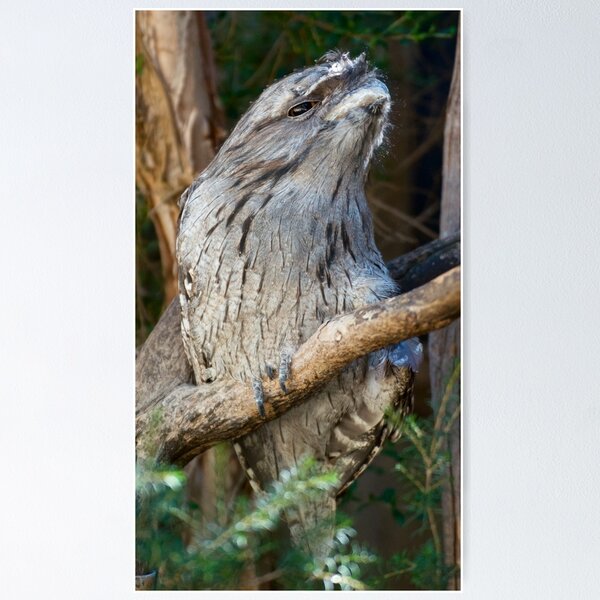 FROGMOUTH ~ Tawny Frogmouth 78Q4VL6K by David Irwin ~ WO Poster