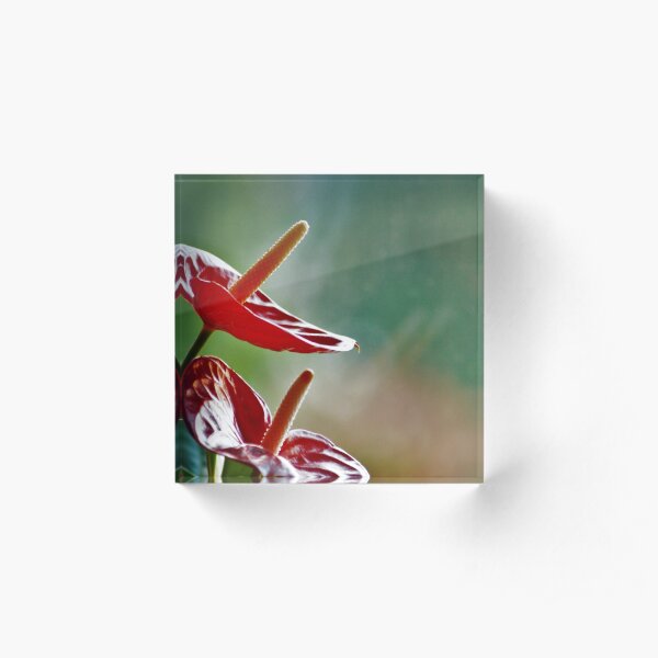 Anthurium looking out of the window Acrylic Block