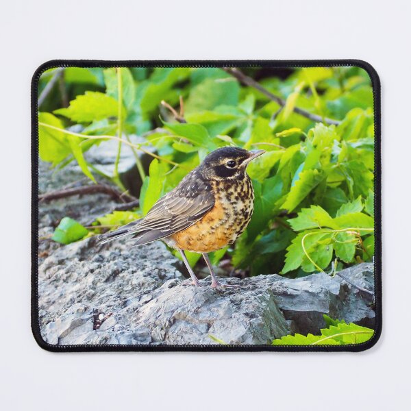 Item preview, A Young Juvenile American Robin Standing On A Rock designed and sold by BackyardBirder.
