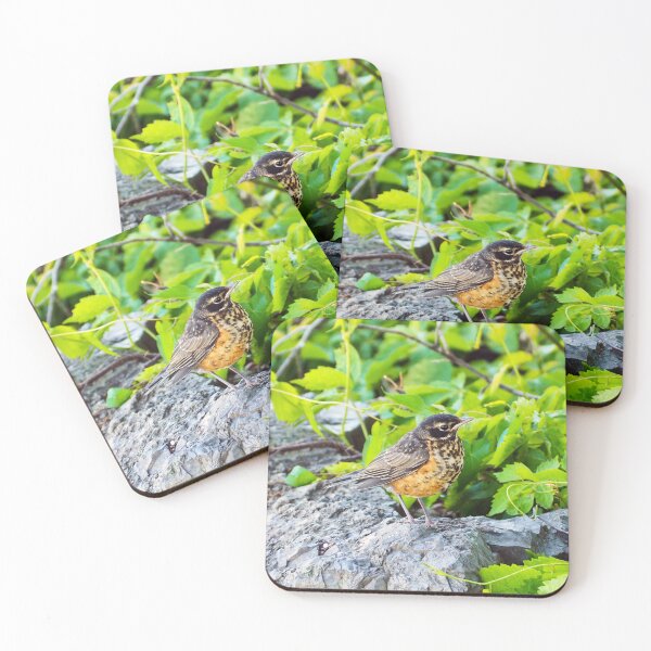 Item preview, A Young Juvenile American Robin Standing On A Rock designed and sold by BackyardBirder.