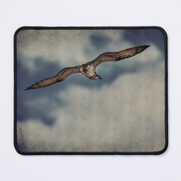 Item preview, Osprey Bird Art No 2 designed and sold by SEADOGPRINTS.