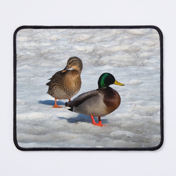 Item preview, Two Mallard Ducks Standing On The Snow designed and sold by BackyardBirder.