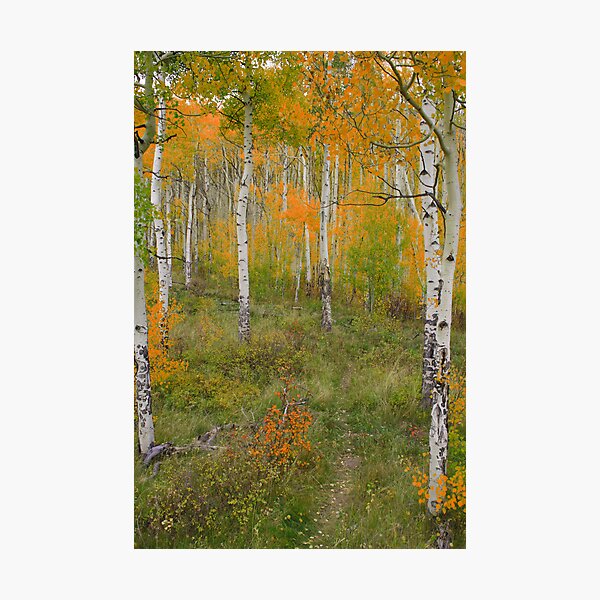 Item preview, Fall in Silverthorne designed and sold by Craig Forhan.